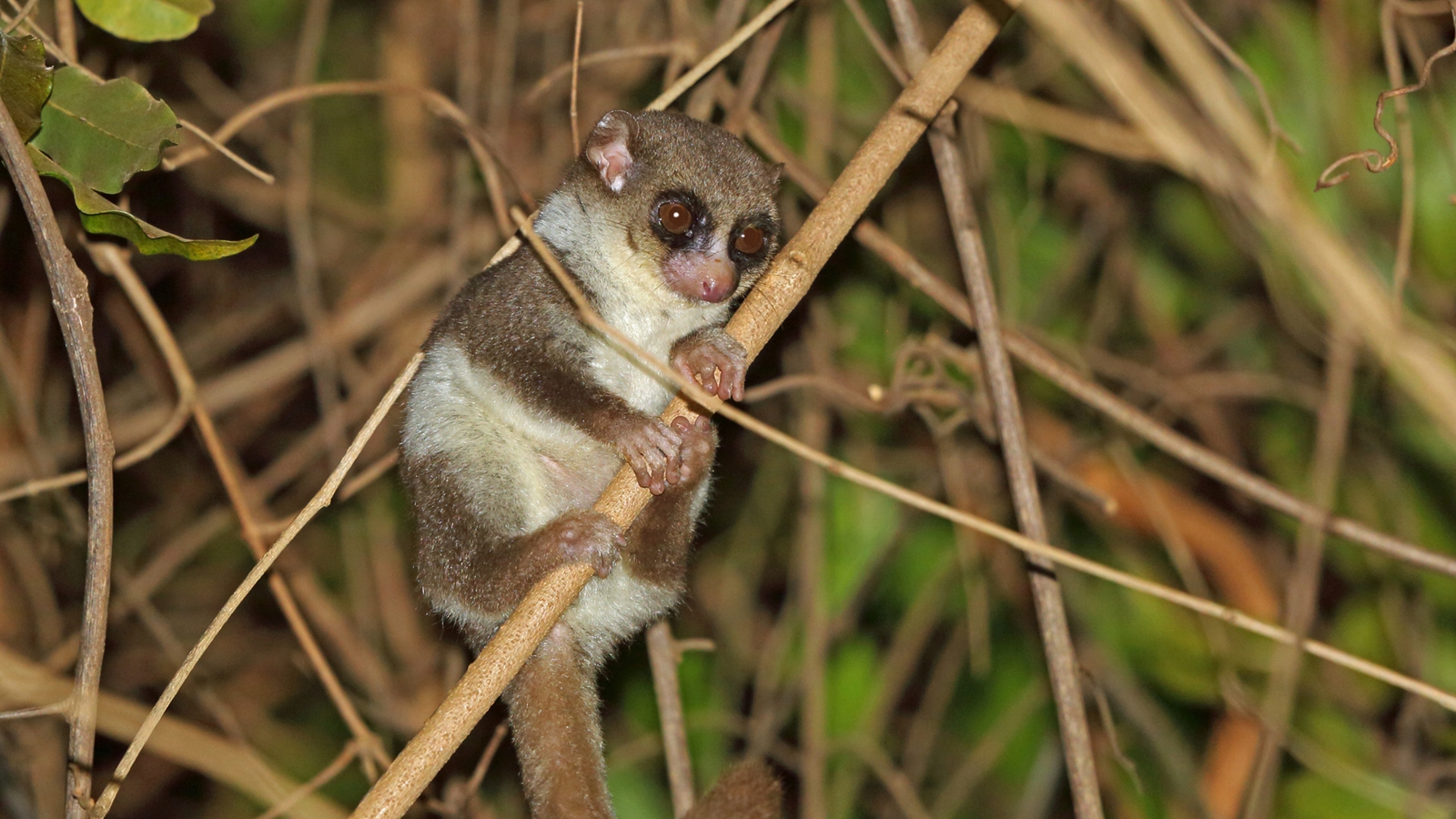The only animal known to hibernate and dream is this tiny Madagascar primate