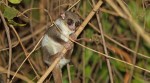 Scientists discovered REM sleep during its torpor, revealing a unique trait in the animal kingdom.
