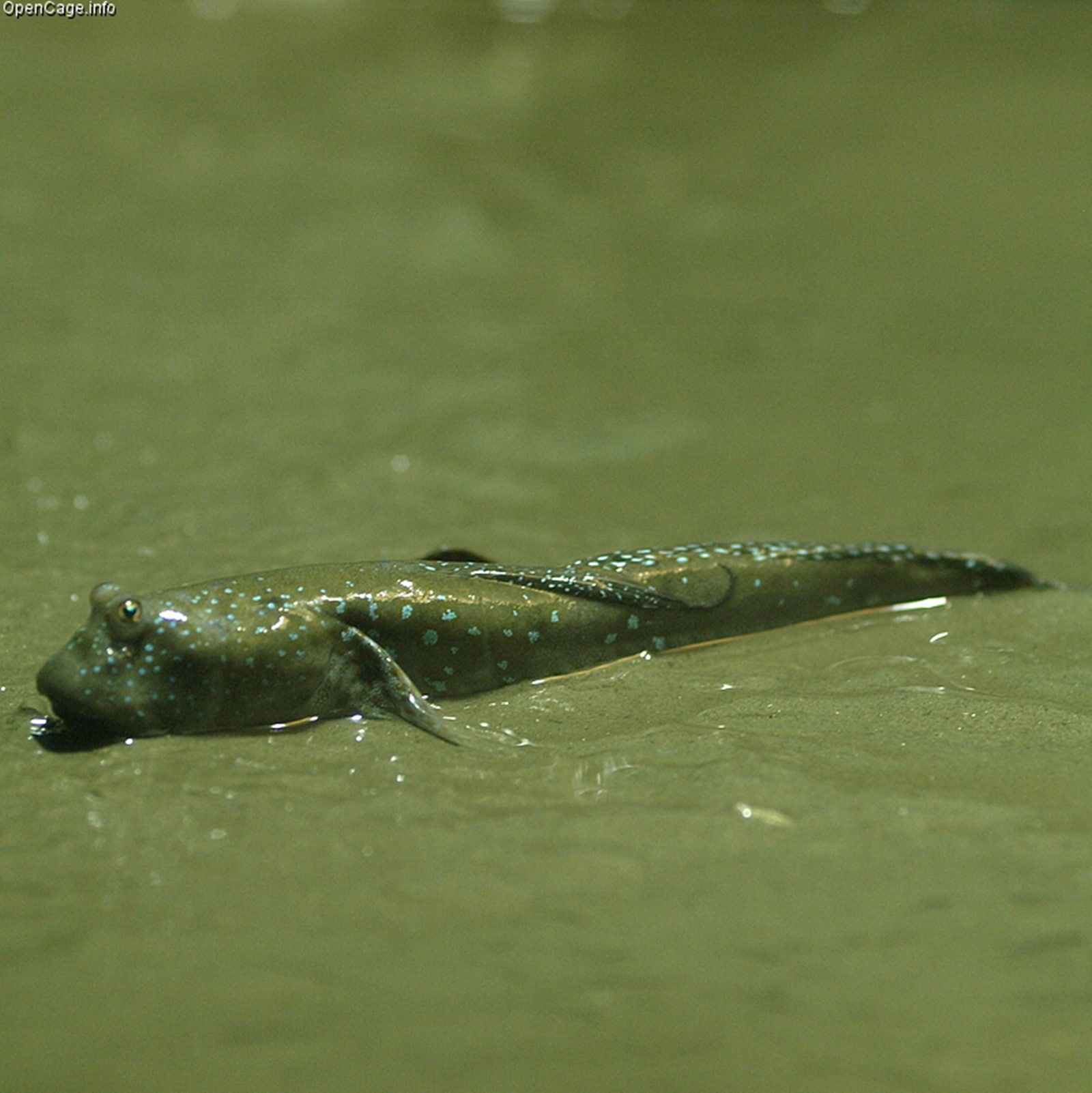 Mudskippers are extraordinary fish that use their fins to walk on land and breathe air