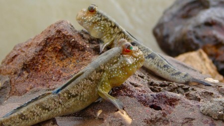 Mudskippers are extraordinary fish that use their fins to walk on land and breathe air (Source: Wikimedia Commons)