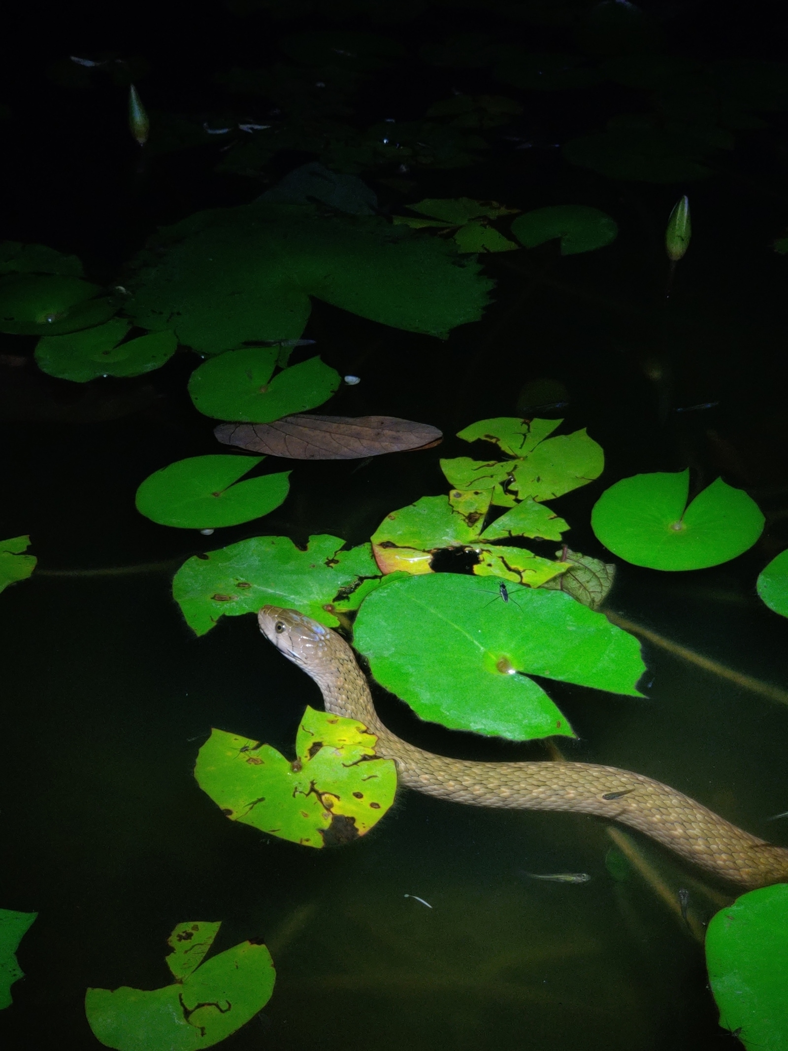 non venomous snakes
