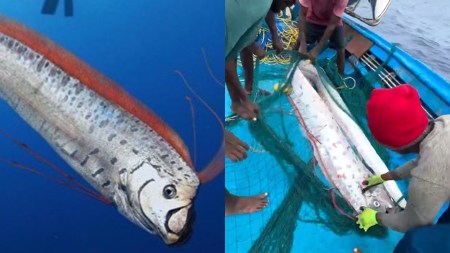 Oarfish is rarely seen by humans due to its deep-water habitat
