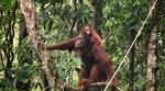 Discover the species that care for and protect their young long after birth