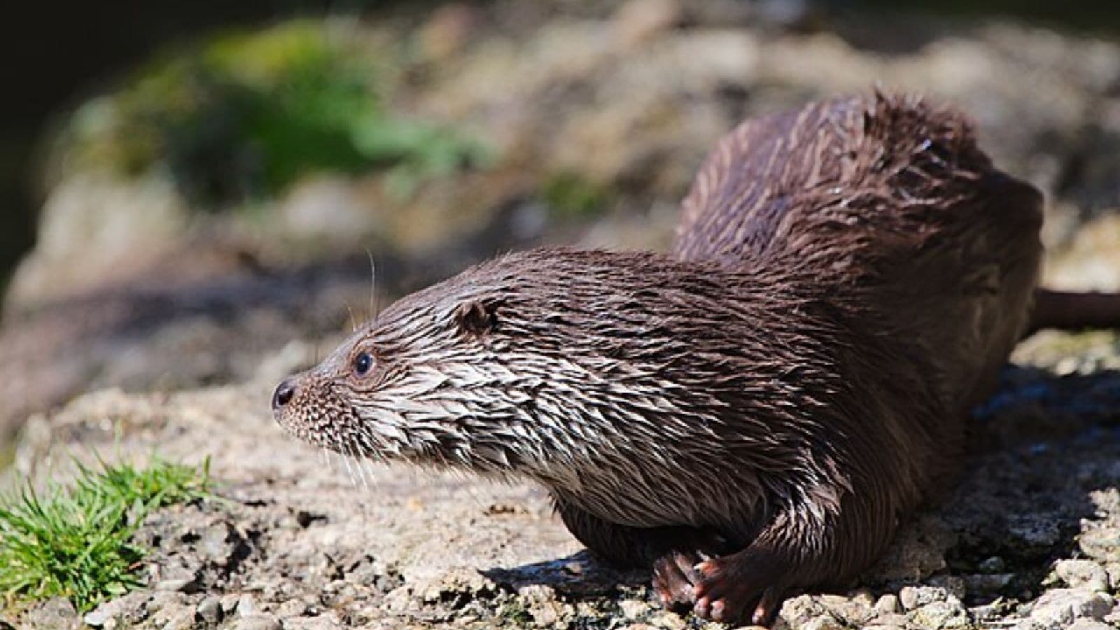 Thought to be extinct, a rare sighting in Kashmir revives hopes of
