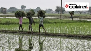 New scheme to study crops using AI: What is CROPIC