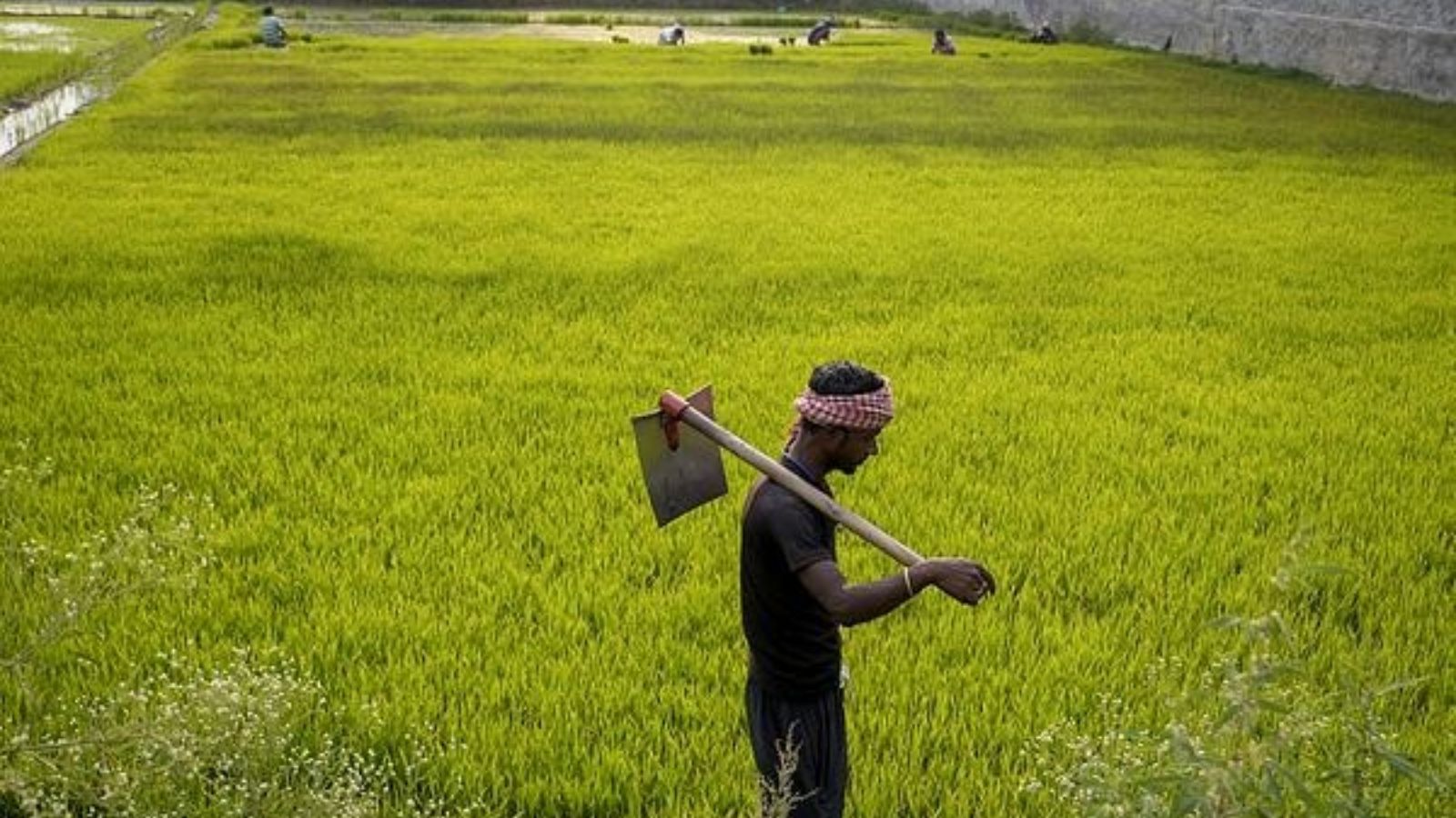 Punjab's Paddy Cultivation Expands Despite Crop Diversification Efforts