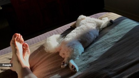 For some, co-sleeping with a pet strengthens the bond and brings emotional benefits