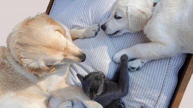 petting dogs and cats, health and wellness, indian express