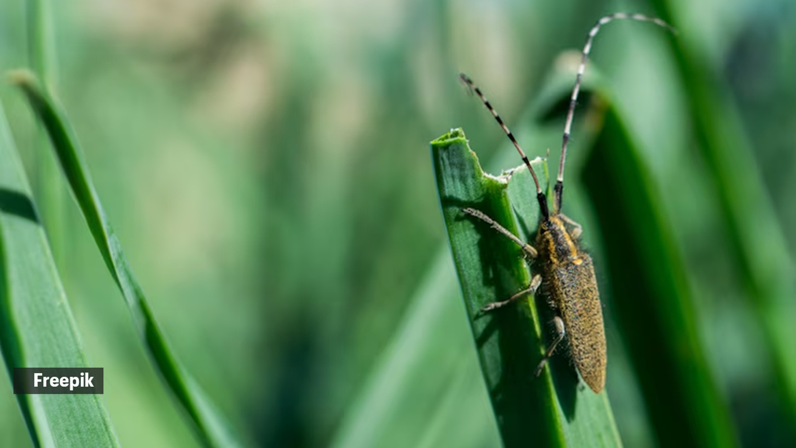 Expert Describes Wasps and Plant Bugs and Their Impact on Greenery