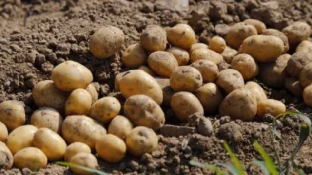 potato research center, agra, UP 