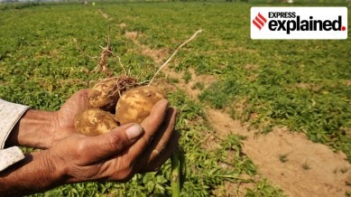 A potato field in Hathras, Uttar Pradesh.