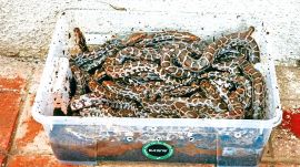 Eastern Express Highway (EEH), Resqink Association of Wildlife Welfare, python rescued from drain, python eggs rescued from drain, Mumbai news, Maharashtra news, Indian express, current affairs