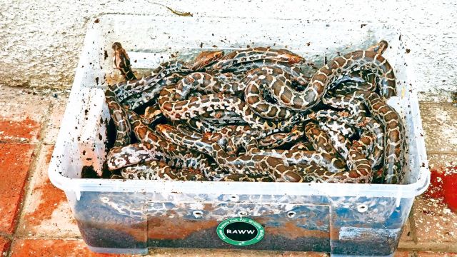 Eastern Express Highway (EEH), Resqink Association of Wildlife Welfare, python rescued from drain, python eggs rescued from drain, Mumbai news, Maharashtra news, Indian express, current affairs