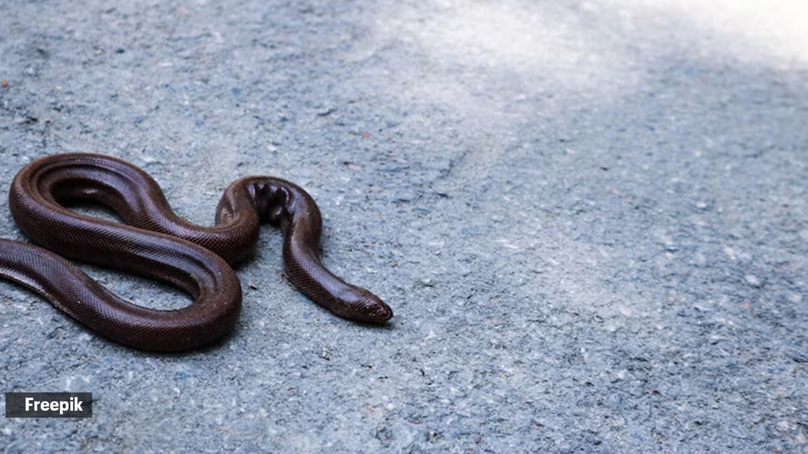 serpiente