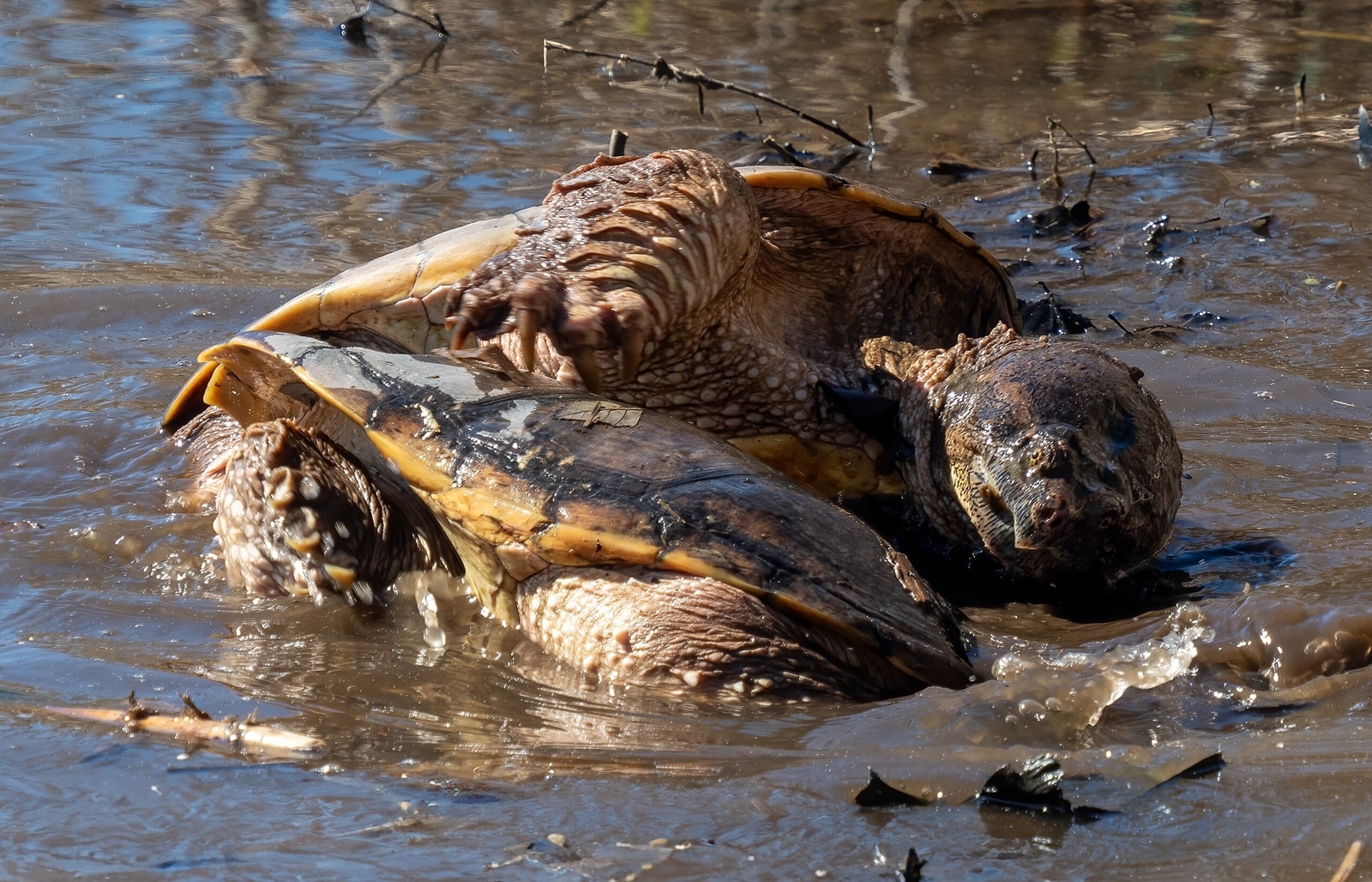 snapping turtles