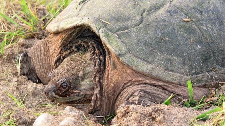snapping turtles