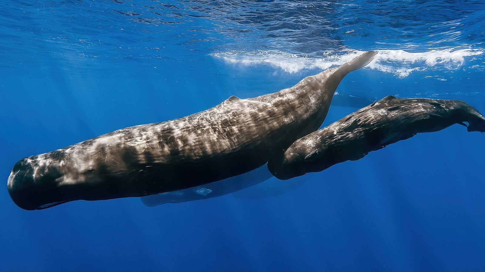 From sperm whales to bellbirds, discover the loudest animals in the world