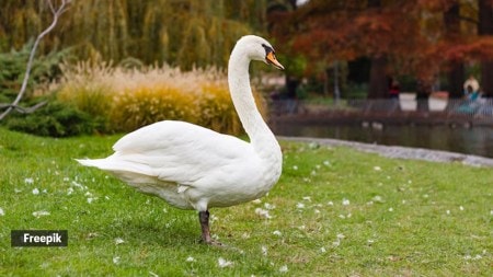 birds that are vegetarian