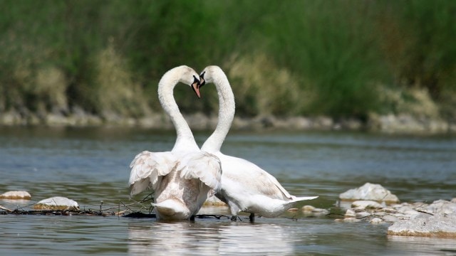 From wolves to swans and penguins, learn which species form lifelong bonds and the evolutionary advantages behind their commitment.