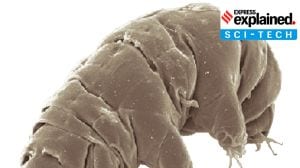 Explained: Why scientists study tardigrades, tiny eight-legged ‘water bears’, in space