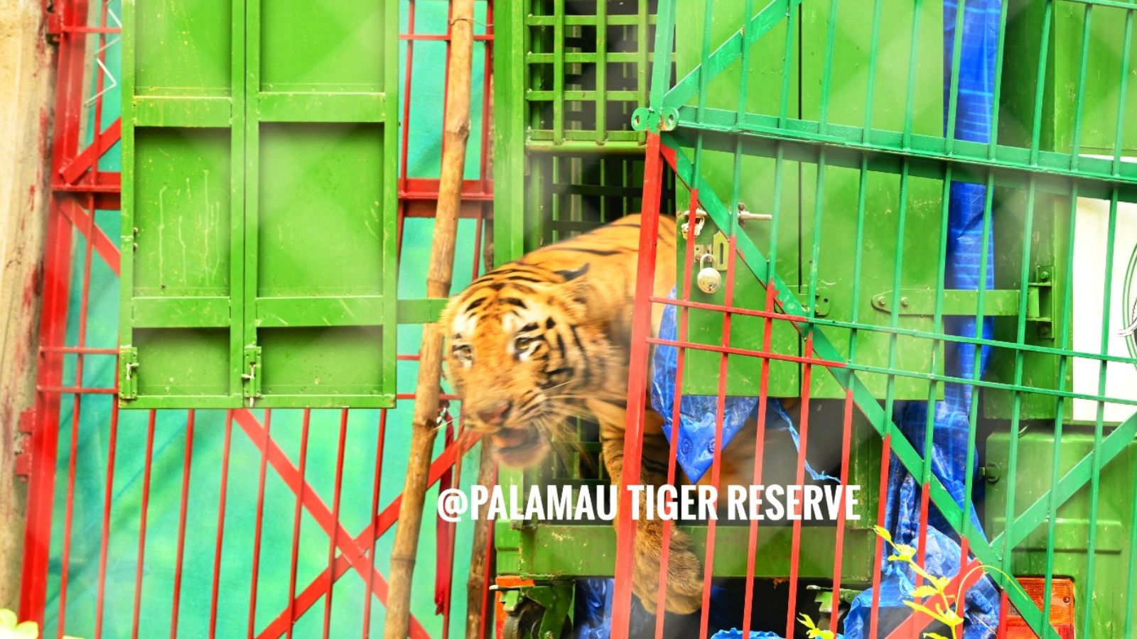 Considering the animal’s aggressive nature and the risk to human life, a decision was made to tranquilise and capture it. (Credit: Palamau Tiger Reserve)