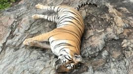 tigress and cubs found dead Karnataka, Karnataka tiger poisoning case, Male Mahadeshwara Wildlife Sanctuary tiger deaths,