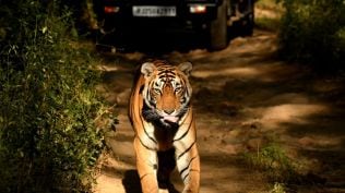 Kankati tigress relocated, Kankati tiger attacks, Ranthambore tigress Kankati, Arrowhead tigress death, Arrowhead brain tumour,