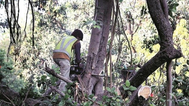 tehsildar bribery case, tehsildar takes bribe for tree cutting, tehsildar takes bribe for tree felling, Indian express news, current affairs