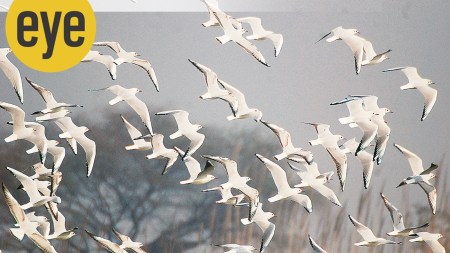 In the Yamuna in Delhi, gulls were snatching up namkeen thrown at them by people