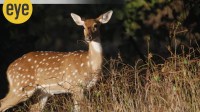 A deer tiptoeing through a forest (Ranjit Lal)