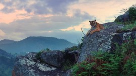 1_48f0d1 Still of Tiger from Nilgiri - A shared wilderness