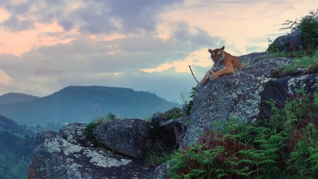 Still of Tiger from Nilgiri - A shared wilderness