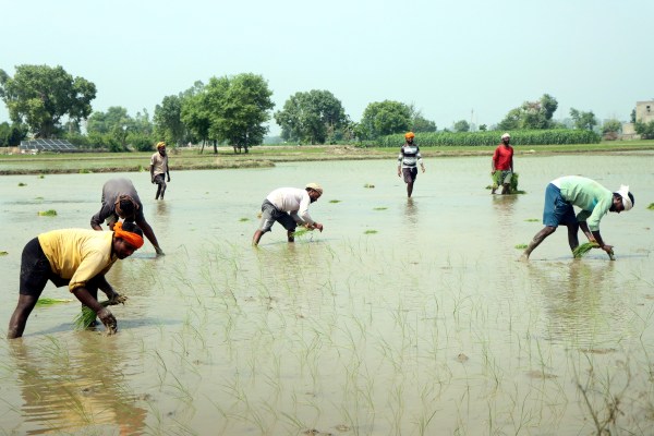 MDHR Paddy in Rohtak 