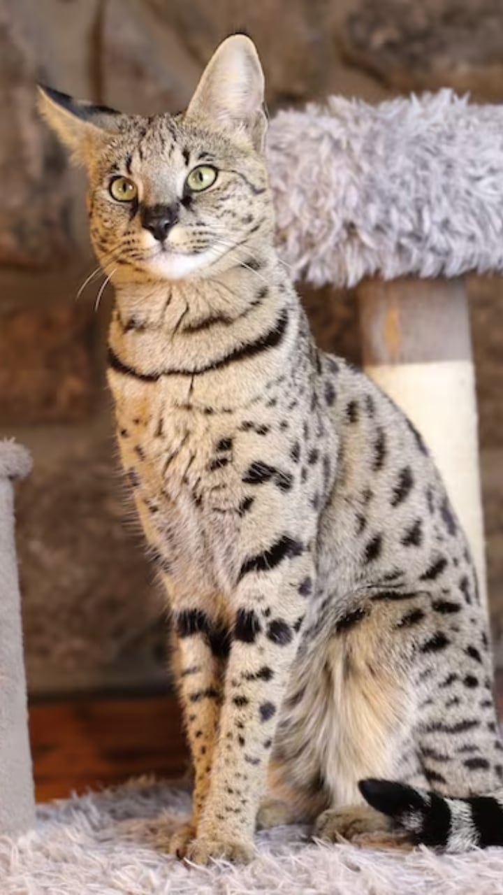 Exotic Cat Breeds: Stunning, Rare, and Fascinating Feline Friends