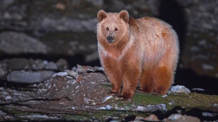 Science In Action: Niaz & The Brown Bears of Kargil