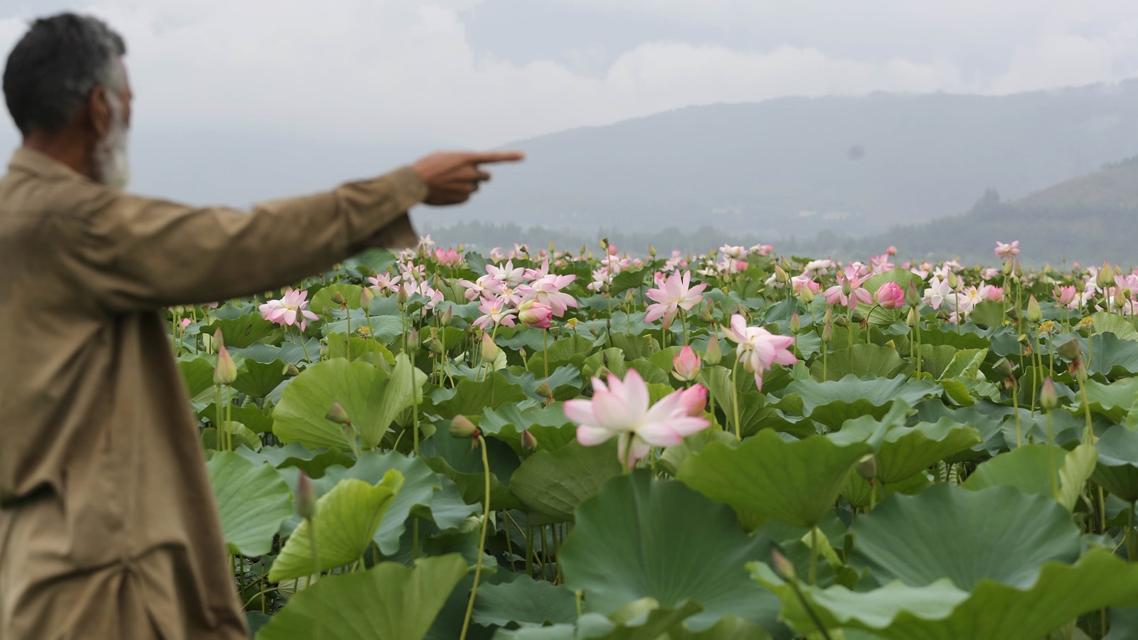 Lotus blooms in Kashmir's Wular lake after 30 years: ‘Thought we lost god's gift forever'