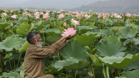 Lotus blooms in Kashmir's Wular lake after 30 years: ‘Thought we lost god's gift forever'