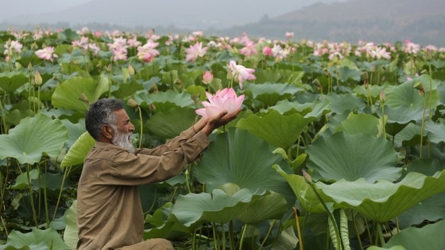 Lotus blooms in Kashmir's Wular lake after 30 years: ‘Thought we lost god's gift forever'