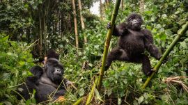 The findings suggest social hierarchies in primates, and perhaps humans, aren’t hardwired. (Image: FreePik)