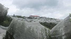 Village under scanner for ‘illegal’ apple trees also a symbol of prosperity the fruit brought