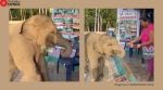 Baby Elephant viral video