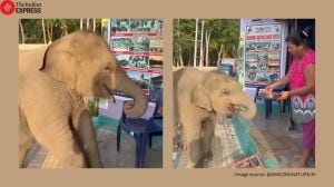 Baby Elephant viral video
