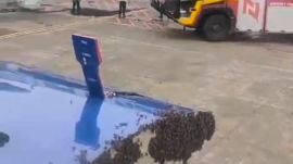 Surat airport abuzz after swarm of honeybees found on flight cargo door