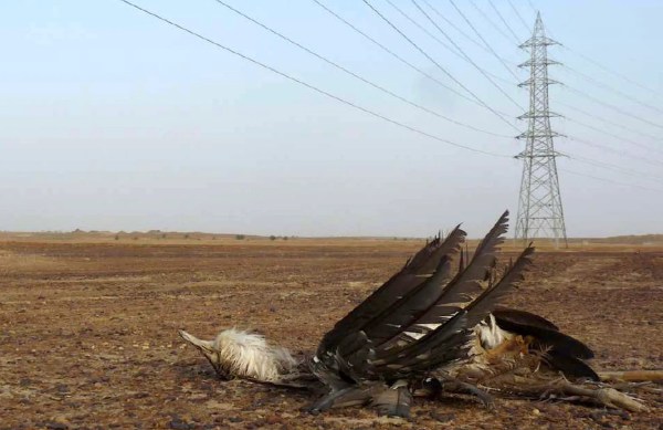 Great Indian Bustard in focus