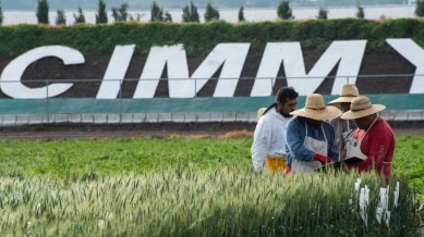 CIMMYT