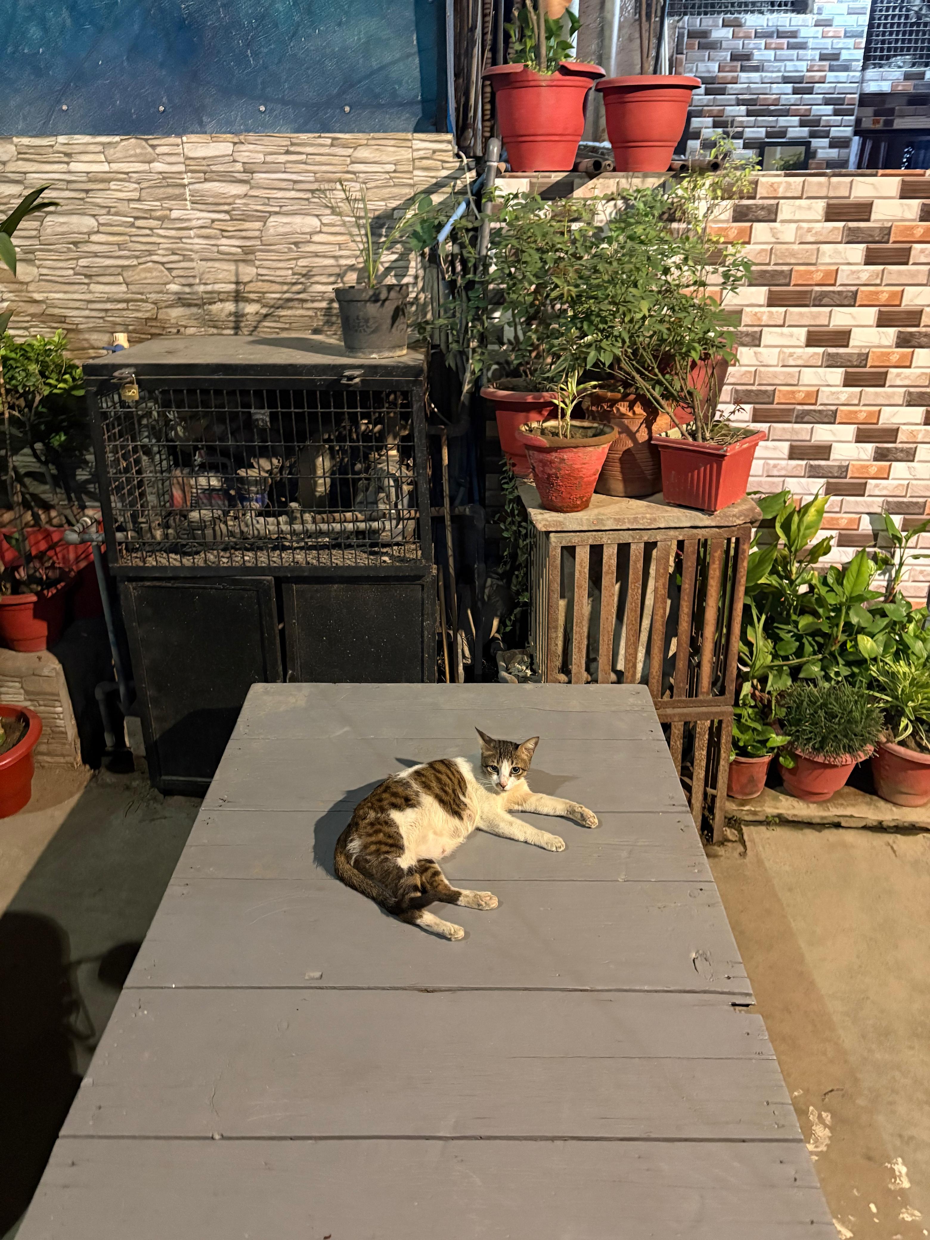A cat sitting on a table.
