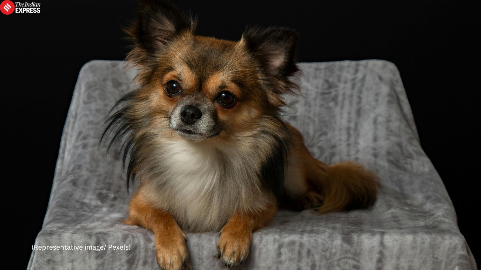 Hiker falls into glacier, pet Chihuahua comes to his rescue: ‘A four-legged hero’ | Trending News