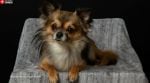 The Chihuahua remained by the crevasse throughout the rescue operation (Representative image/Pexels)