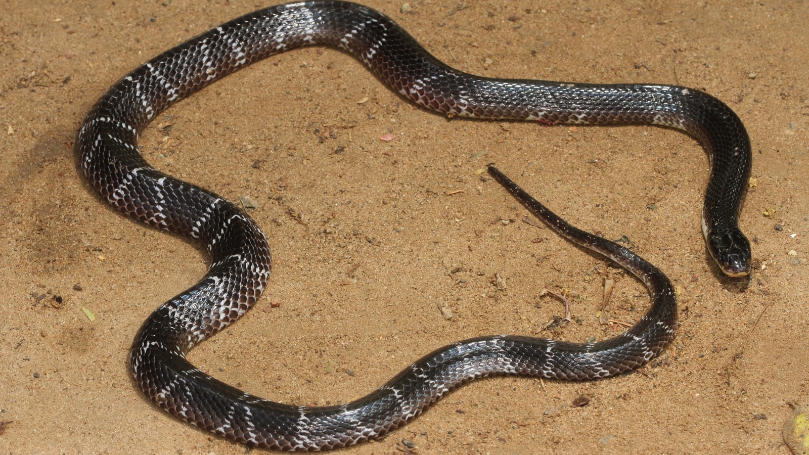 Common_krait