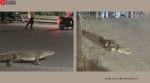 Crocodile in Vadodara